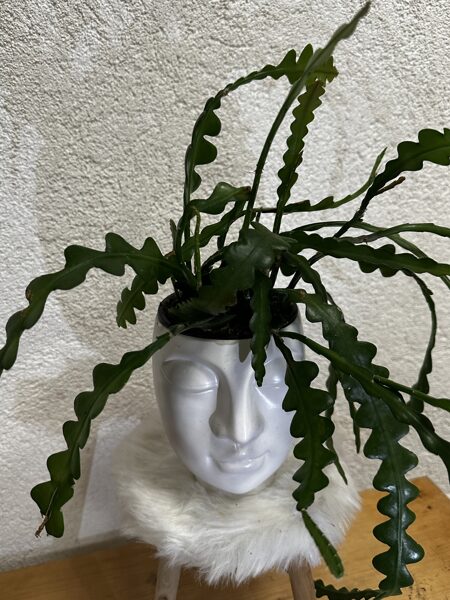 Kaktuss Epiphyllum Anguliger